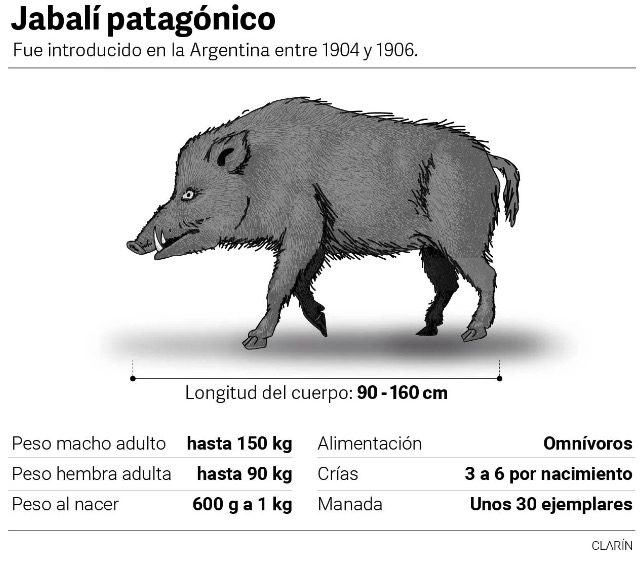 Jabali patagonico