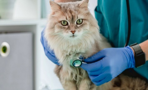 Por primera vez comprueban que un gato contagió de coronavirus a una persona