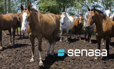 Se confirmaron casos positivos de encefalomielitis equina en Corrientes y Santa Fe