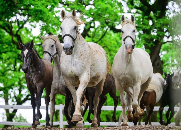 Lipizzano: la raza más exclusiva de caballo se cataloga como Patrimonio de la Humanidad por la UNESCO