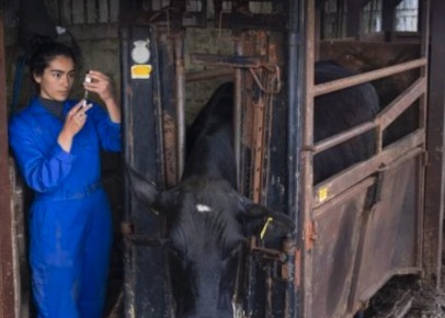 Nuevo informe revela una disminución global del uso de antimicrobianos en animales