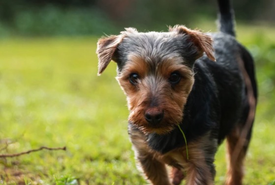 El riesgo de sufrir osteoartritis aumenta en perros castrados antes de los dos años de edad