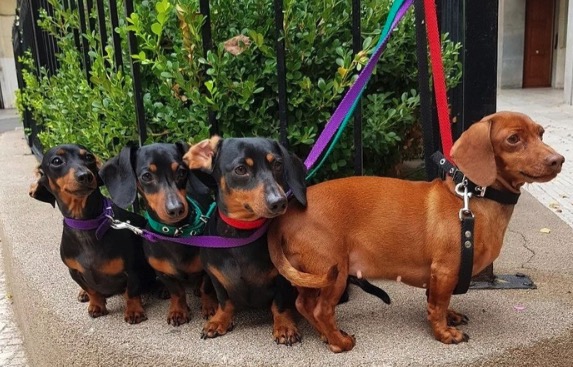 ACV en perros: la patología “humana” que las mascotas también sufren y pocos conocen