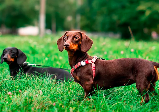 Alemania, dividida sobre el destino del perro salchicha mientras los animalistas defienden que 