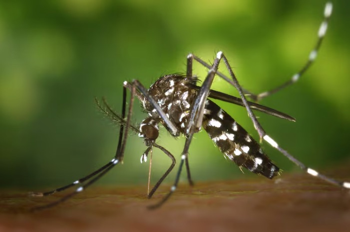 Dengue: qué repelentes son más efectivos, cuáles no sirven y cómo se deben aplicar