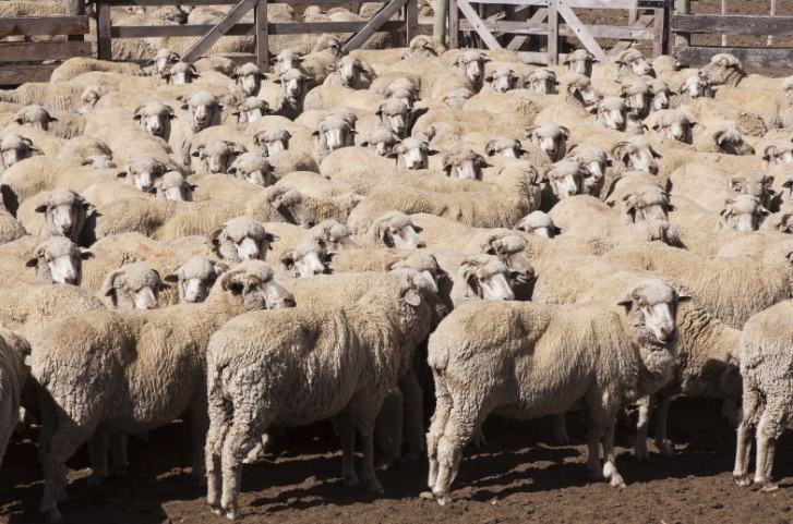 Impulso a la producción agrícola y pecuaria de la Patagonia con estatus diferenciado