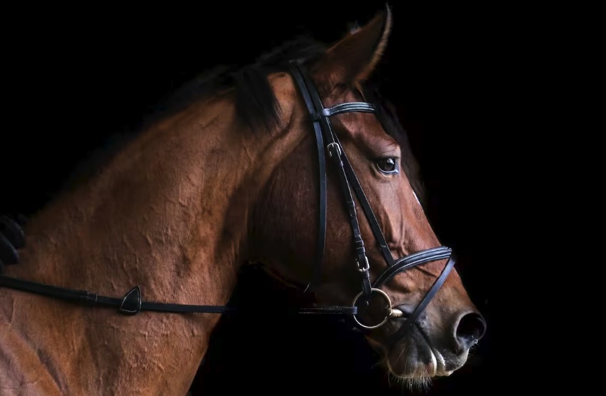 Caballos deportivos: un sistema de trazabilidad de medicamentos veterinarios abrió un conflicto con la industria equina
