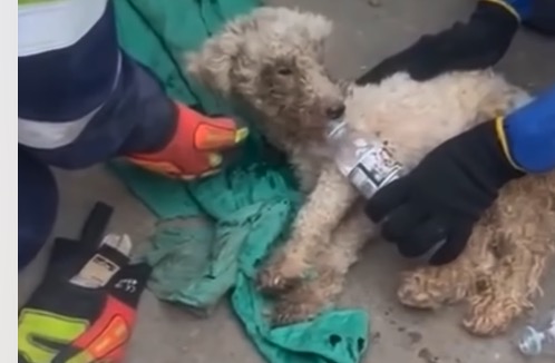 Rescatan a un Caniche que pasó 29 días bajo los escombros