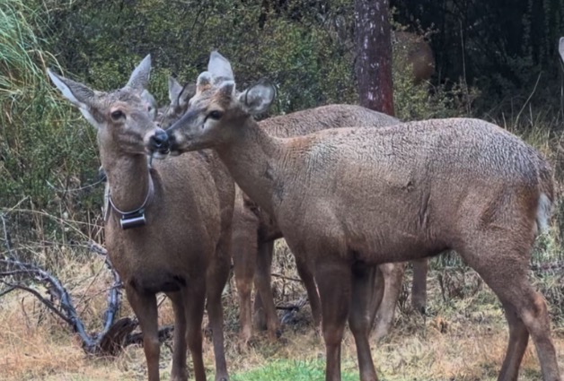 Patagonia: un centro de rescate de fauna silvestre consolida un proyecto clave para preservar una especie en extinción