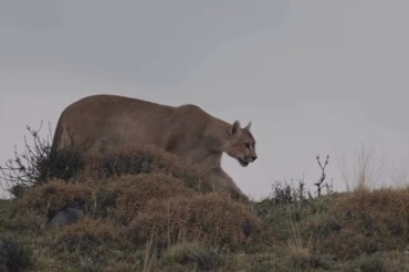 Pumas en la provincia de Buenos Aires: ¿qué está pasando?