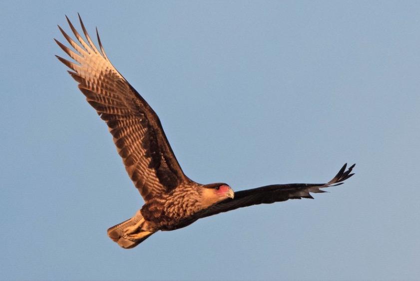 Buenos Aires a vuelo de pájaro: ¿por qué en la Ciudad hay cada vez más caranchos y menos gorriones?