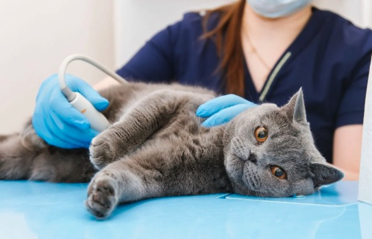 Ya está en vigor la nueva norma de la Ley de Bienestar Animal: se obliga a los propietarios de perros y gatos a acudir al veterinario inmediatamente