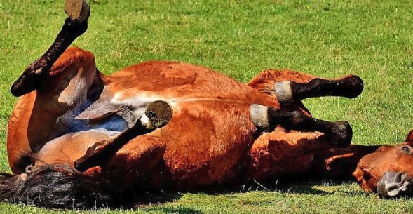 Las rurales del norte bonaerense activaron la alerta por la encefalomielitis equina y piden anticipar la vacunación