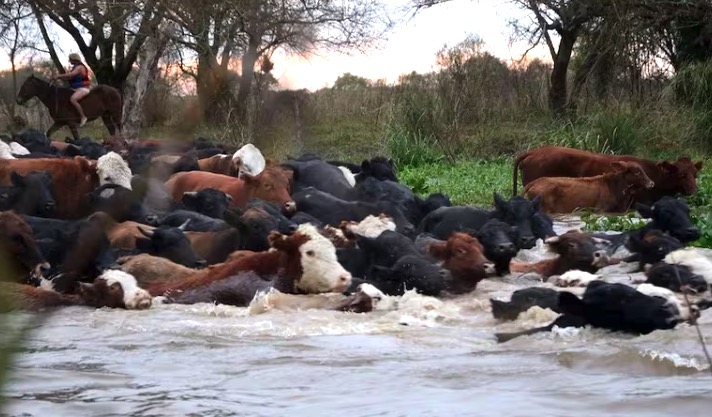 Preparan el retiro de 15.000 vacas para que no se las lleve el agua