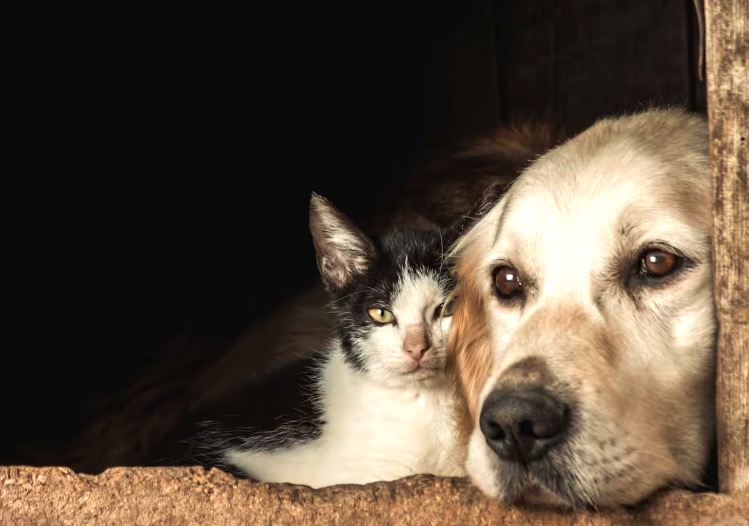 El cementerio de la Chacarita podría sumar un servicio para despedir a las mascotas